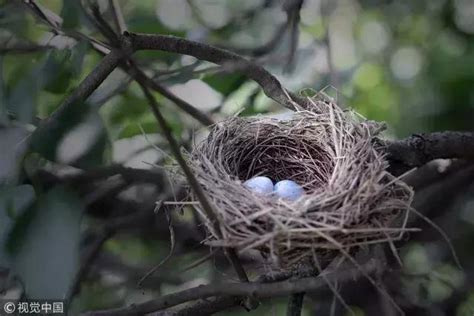 屋簷有鳥巢|【家裡有鳥築巢】鳥兒築巢有好兆頭？家裡發現鳥窩竟是財運來臨。